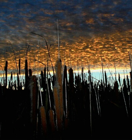 Sunrise over Cattails