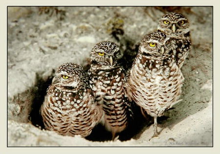 Owlsome Foursome