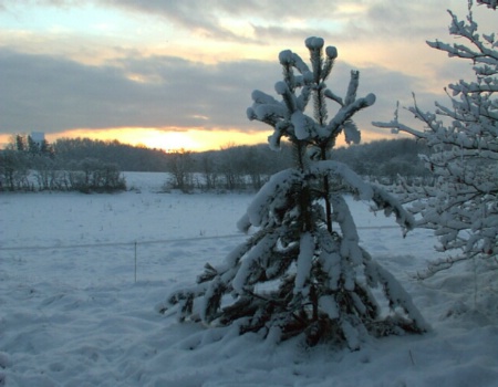 Snow landscape in sunset