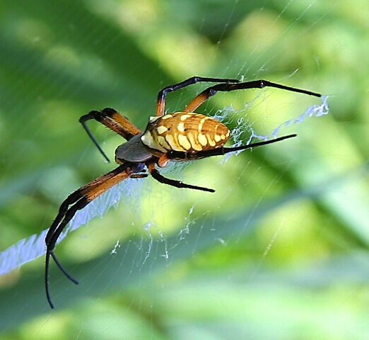 Garden Spider