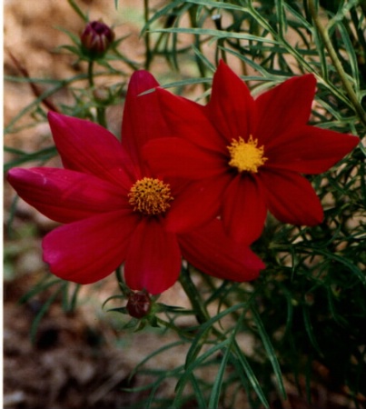 red flowers