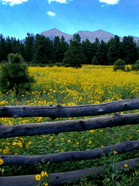 Yellow Fields