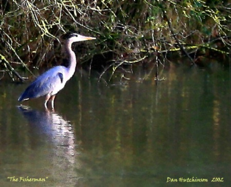 The Fisherman