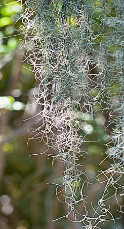 Nature's lace