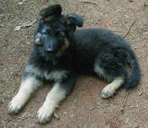 Jester, my Shepherd Puppy