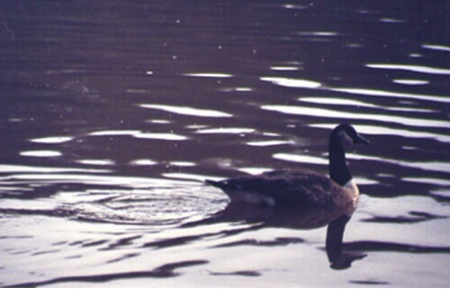 Solitary duck in pond