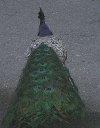 Peacock Color