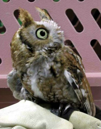 Skreech Owl