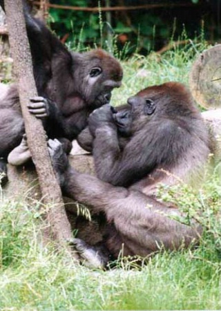 Gorilla pair