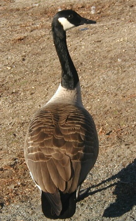 Long necked Canadian goose