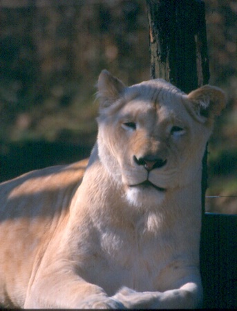 White Lion Cincy Zoo