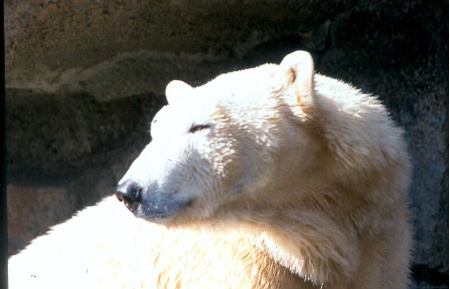 Polar Bear Cincy Zoo