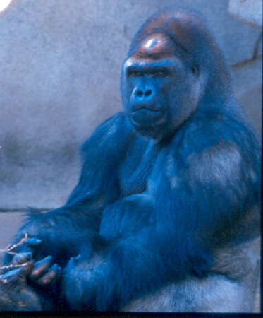 Gorilla Cincy Zoo