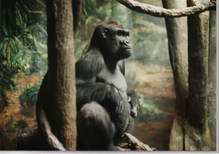 Gorilla Pgh. zoo