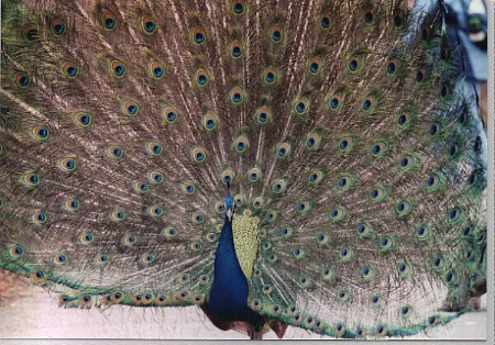 Peacock Pgh. zoo