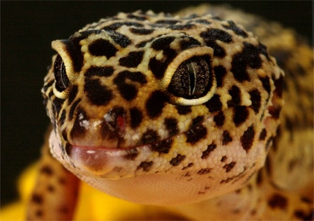 Gecko7