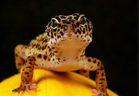 Gecko6
