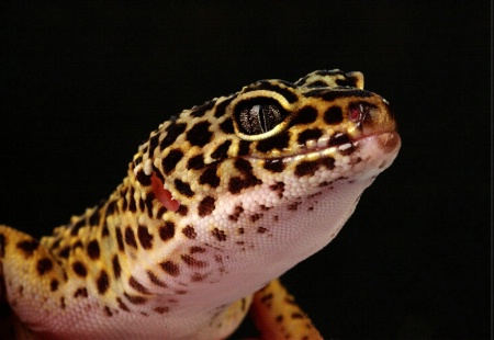 Gecko5