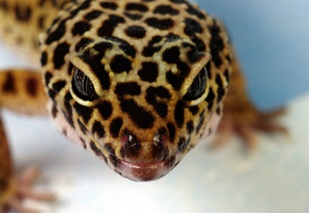 Gecko4