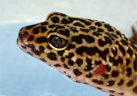 Gecko2