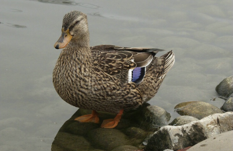 Brown duck