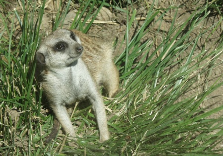 Young Meerkat