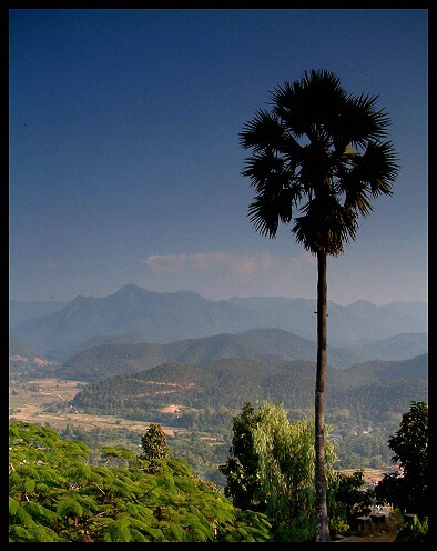 Coconut Tree Enjoying The Vue