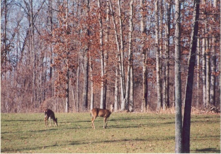 Deer Grazing Peacefully