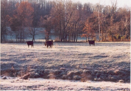 Early Morning Frost