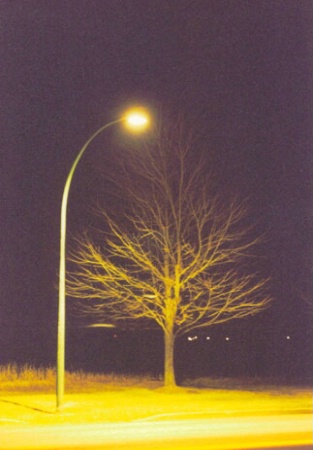 Lampost And Tree