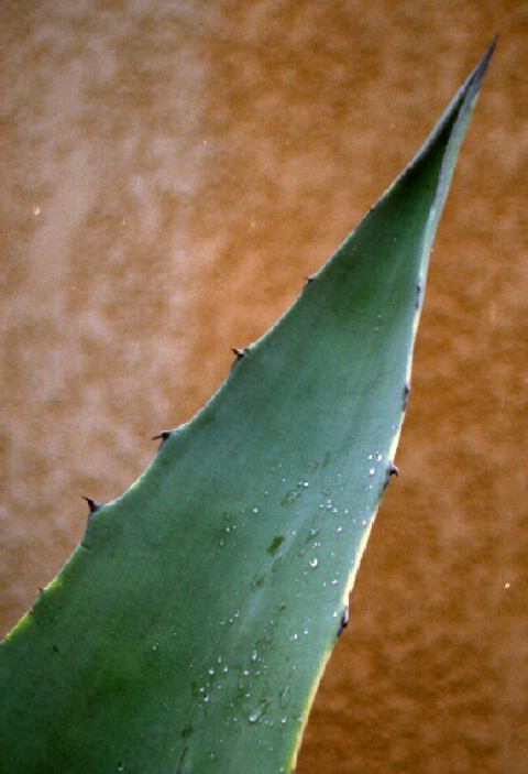 Leaf in the rain