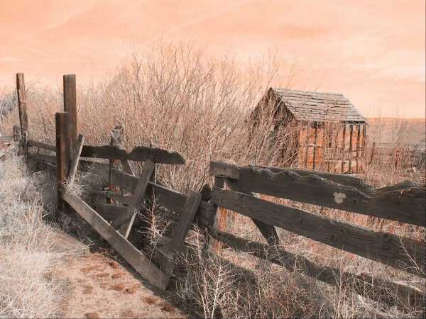 "Old Fence on the Homestead"