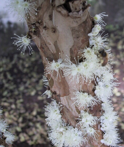 jabuticaba_flowers