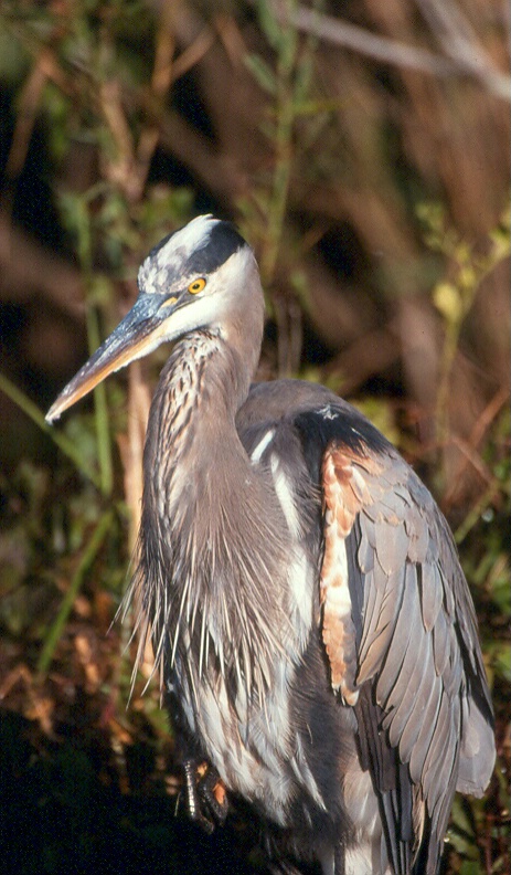 Great Blue Heron at Everglades