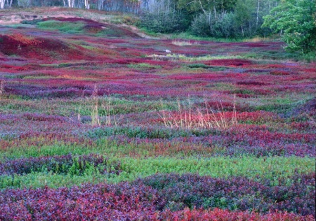 Blueberry barrens