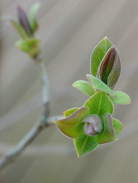 lilac awakening