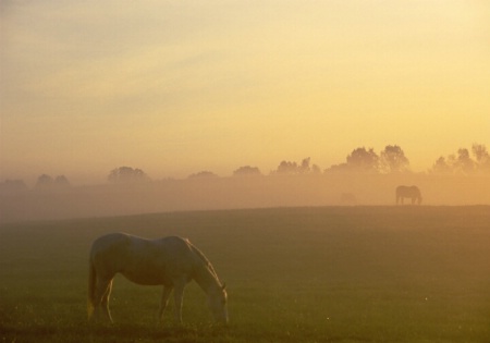 Horses