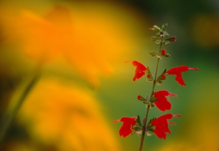 salvia