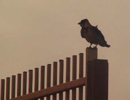 Raven in the wind.