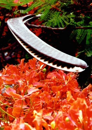 Royal Poinciana Pod