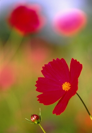 soft_poppies.tif