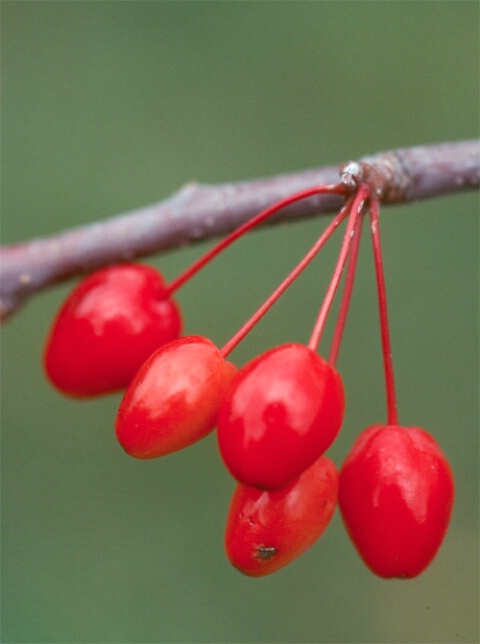 Berries