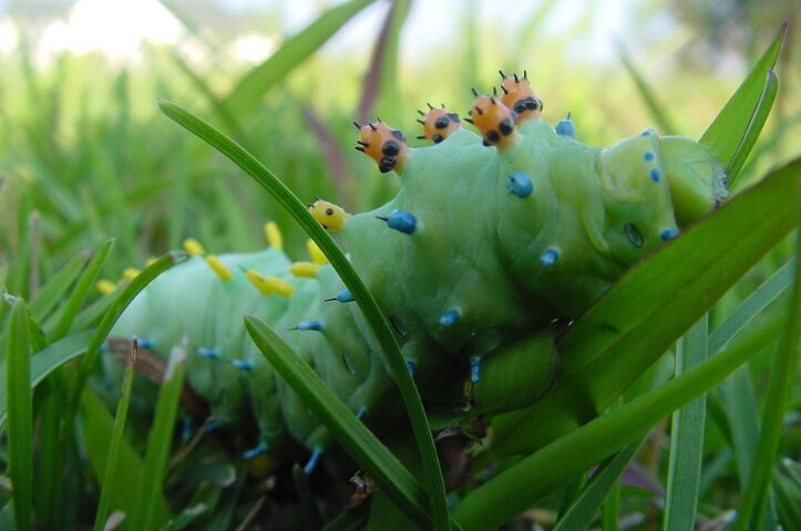 Caterpiller Closeup