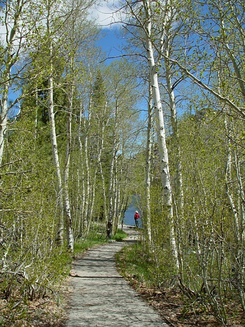 Path Through the Aspen