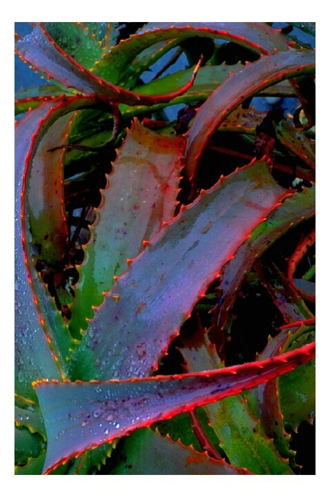 TWISTING ALOE