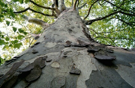 Barking up the tree