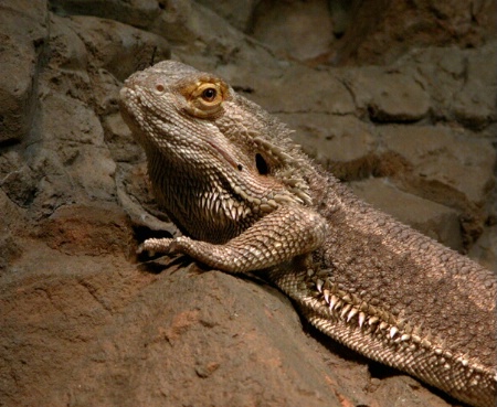 Lizard Profile
