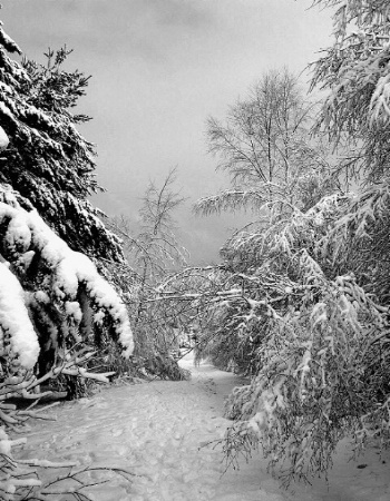 A snowy trail