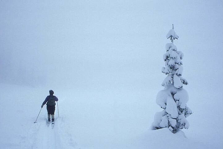 Lone Pine & Lone Skier