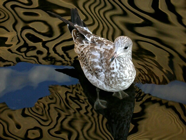 Speckled Gull in the Wading Pool